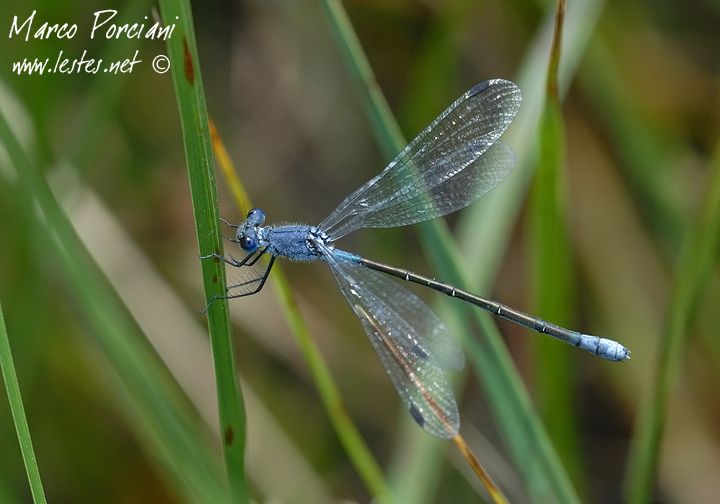 Lestes macrostigma